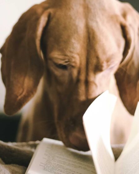 Abbildung eines Hundes, der seine Nase in ein Buch steckt.