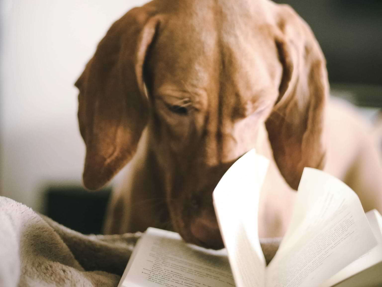 Abbildung eines Hundes, der seine Nase in ein Buch steckt.